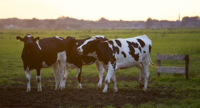 Fraudesignalen overschaduwen goede fosfaatcijfers melkveehouderij