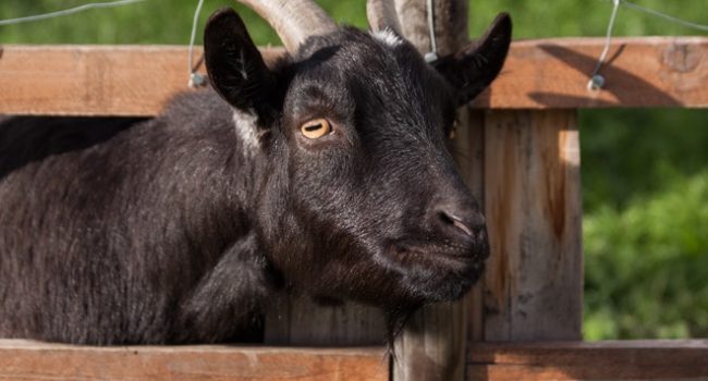 Omwonenden gebruiken WOB om overtredingen van geitenbedrijf in Herpen aan te tonen