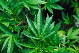 Hoe verslavingen uw brein kapen: ‘Er moet een officiële norm komen voor cannabisgebruik’