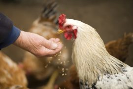 Ruim veertigduizend kippen omgekomen bij stalbrand in Fries dorp Niawier