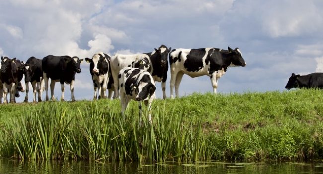 ‘Nederlandse koeienstallen stoten drie keer meer stikstof uit dan gedacht’