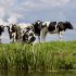 PFAS buffels in natuurgebied ongeschikt voor consumptie, provincie Zeeland wist van niets