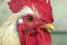 132.000 kippen geruimd vanwege vogelgriep op Brabantse boerderij