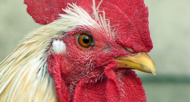 Pluimveebedrijf in Bentelo geruimd vanwege vogelgriep