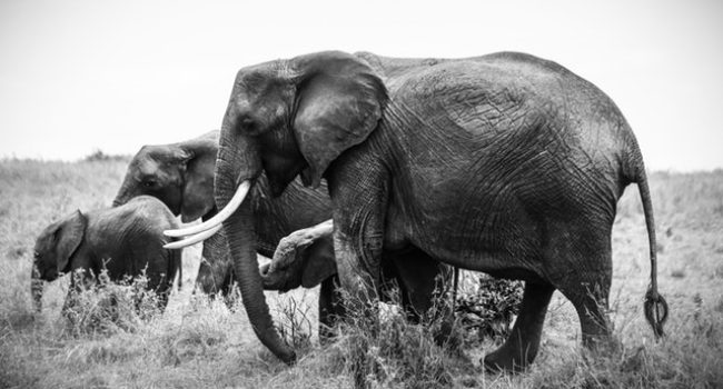 Nationaal verkoopverbod voor ruw ivoor