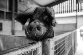 77 arrestaties bij bezette varkensboerderij Boxtel