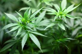 Extra preventie cannabisgebruik tijdens wietproef