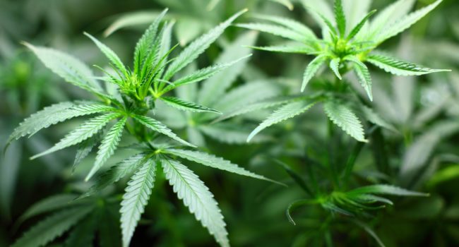 Extra preventie cannabisgebruik tijdens wietproef