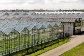 Uitzendbureau wil woondorp met 700 arbeidsmigranten in De Lier