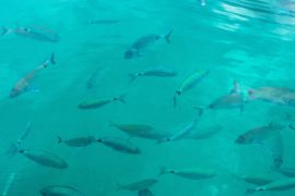 Slim camerasysteem van Alphabet herkent vissen voor duurzamere vangst