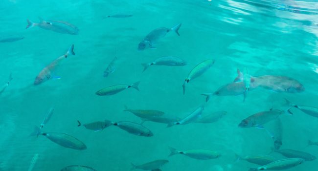 Slim camerasysteem van Alphabet herkent vissen voor duurzamere vangst