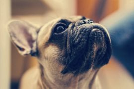 ‘NVWA geeft fokkers van kortsnuitige honden eerste waarschuwing’