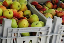 Ontwikkeling nieuwe groente- en fruitsoorten in Venlo