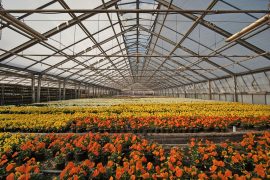 Glastuinbouw bepleit positieve aandacht voor arbeidsmigrant