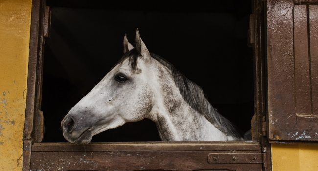 ‘Belastingdienst loopt miljoenen mis door fraude in paardenhandel’