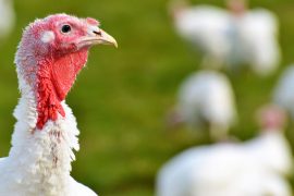 Bedrijf voor tweede keer getroffen door vogelgriep: 44.000 kalkoenen geruimd