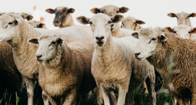 Minister Adema vraagt zich af of Nederlandse schapensector blauwtong overleeft