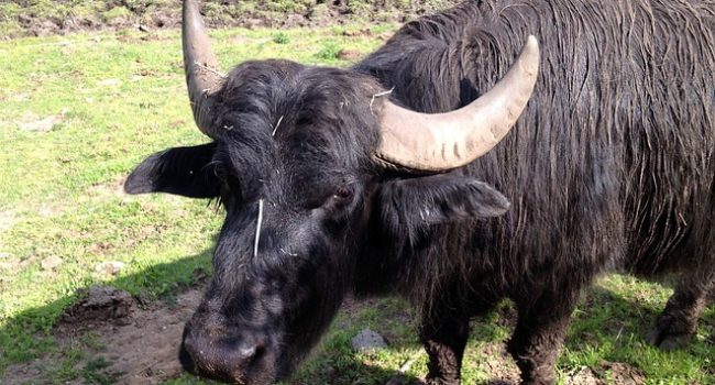 Onderzoek NVWA naar ingevoerde dieren na mond-en-klauwzeer-uitbraak Duitsland