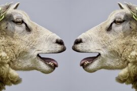 Veel gevoelde vijandigheid, maar weinig polarisatie in het dagelijks leven